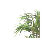 Pianta di Bamboo ornamentale 140 cm. 560 foglie