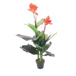 Pianta ornamentale Canna Lily con fiori arancio in vaso 115 cm.