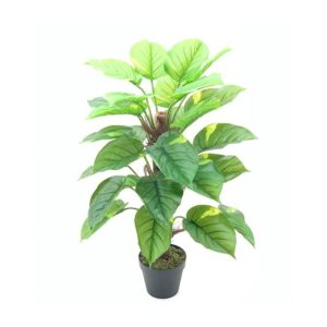 Pianta ornamentale Pothos a foglie verdi con vaso 73 cm.