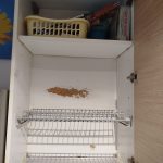 Cucina Con Forno, Piano Cottura, Cappa E Lavello Usata 654