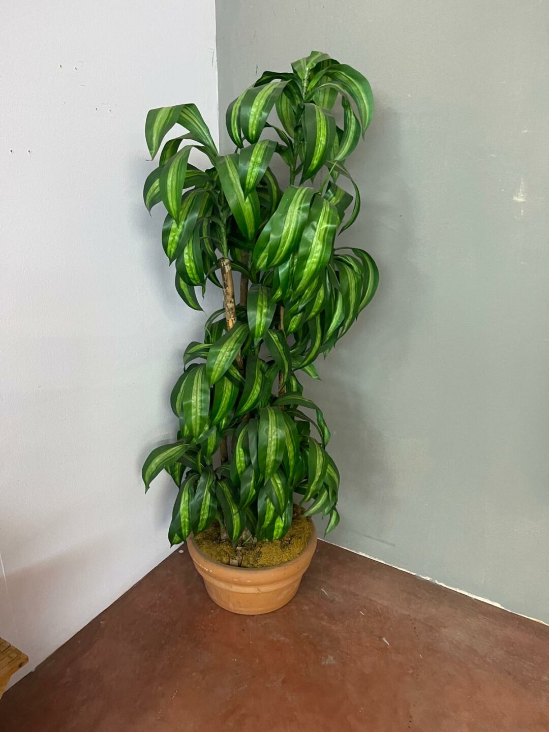Pianta finta S 2396