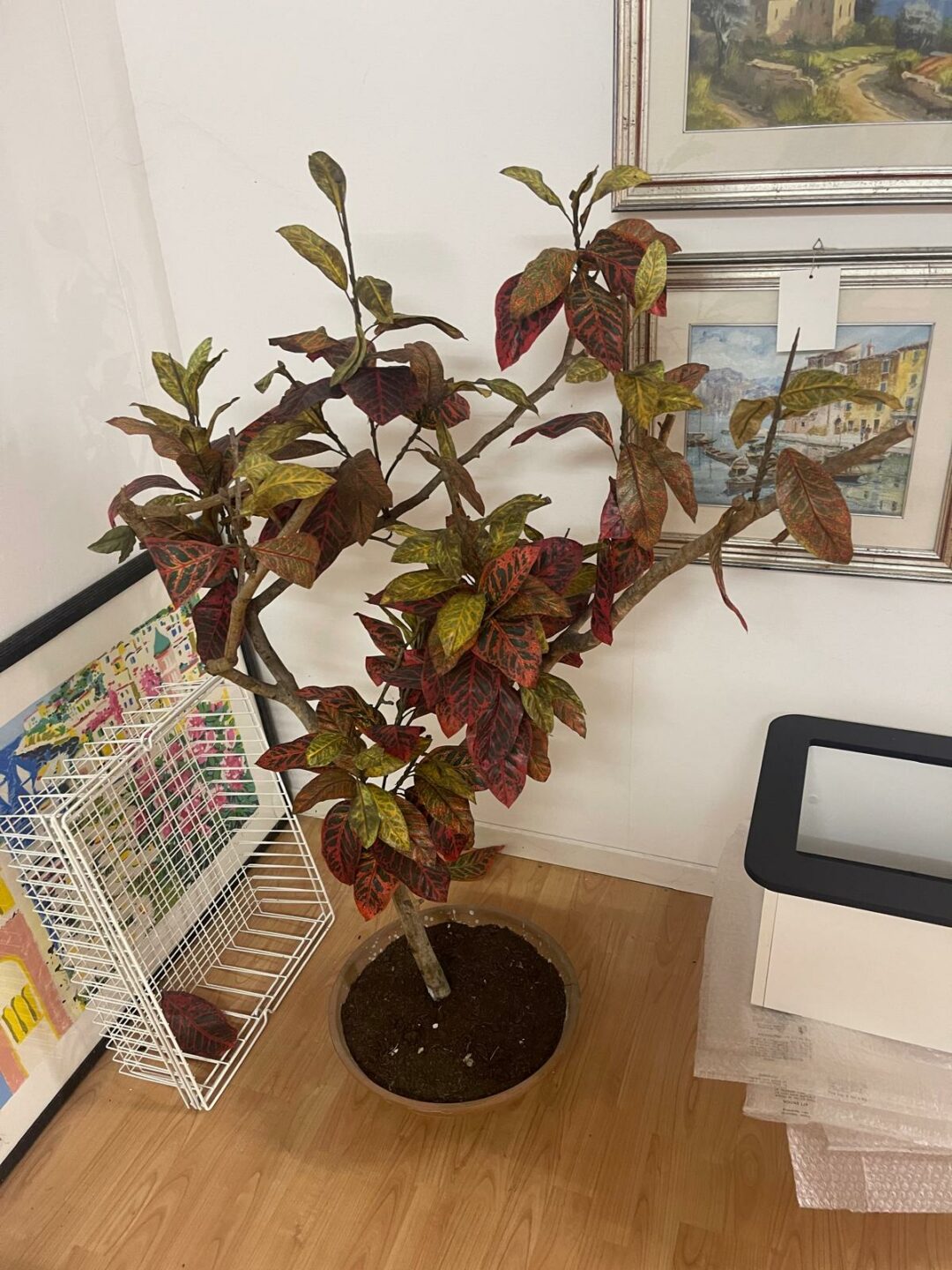 Pianta finta S 2861