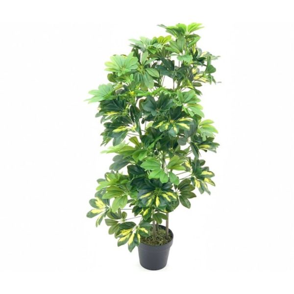 Pianta ornamentale Schefflera a foglie verdi con vaso 96 cm.