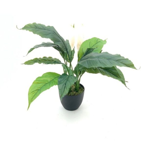 Pianta ornamentale Spathiphylium con fiori bianchi in vaso 60 cm.